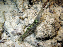 "Penaeus monodon"  A large greenish prawn that comes out ... by Bill Stewart 